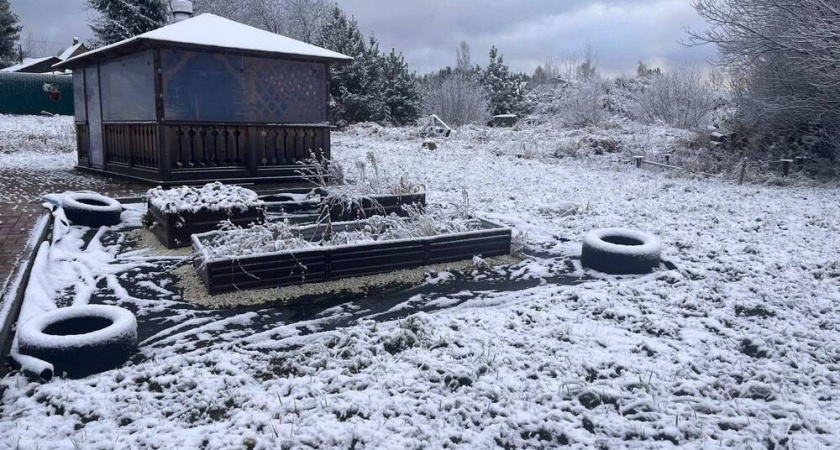 Первый снег — сигнал к посадке: какие семена бросить в землю в декабре