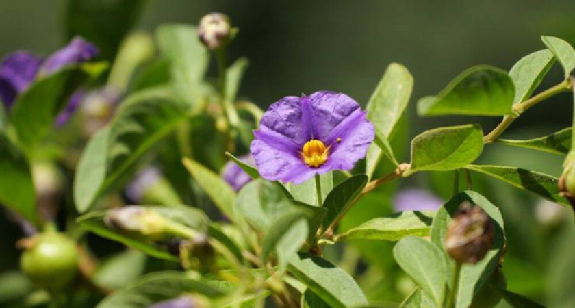 Не только для салата: как огуречная трава помогает огороду