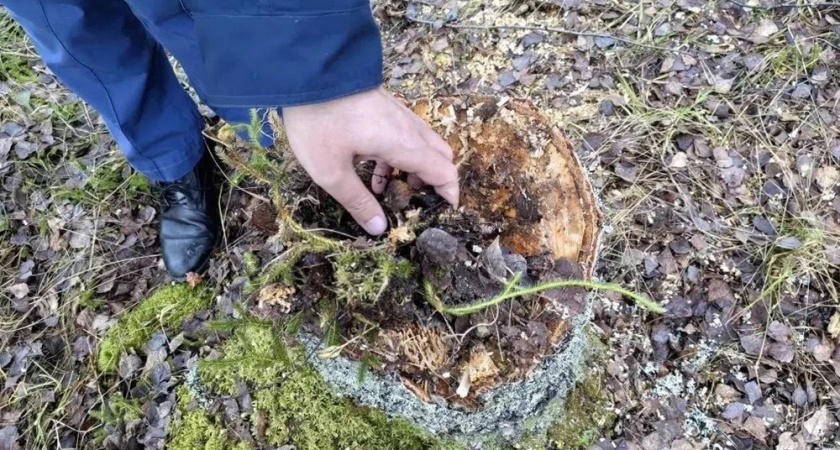 В Судогодском районе возбудили уголовное дело из-за крупной вырубки берез
