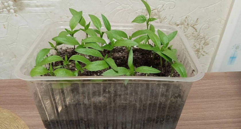 Что посеять в январе, чтобы цветы распустились уже в начале лета