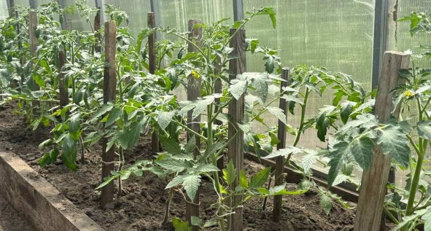 Подкормка для томатной рассады: проверенные рецепты от дачников