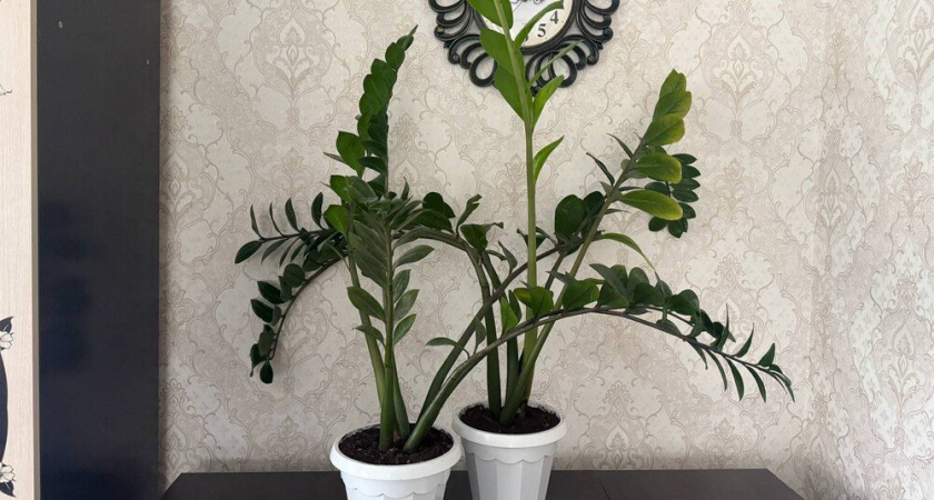 Какие комнатные растения притягивают деньги по народным приметам