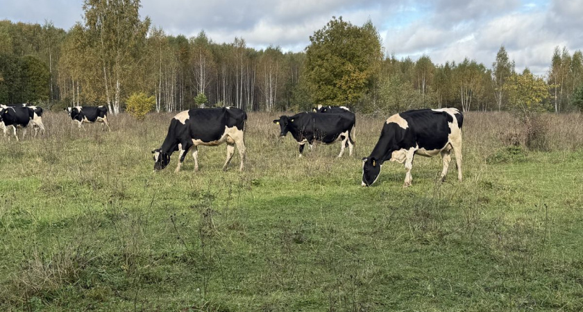 Айтуган Текегалиев: фермеры смогут получать компенсацию за гибель скота