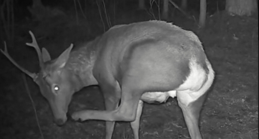 Фотоловушка в Киржачском районе поймала оленя, который копытом чистит зубы