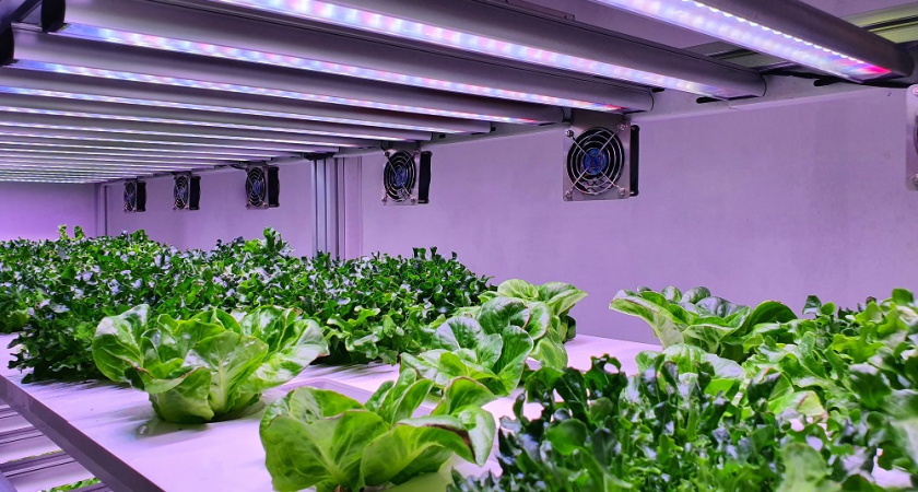 Как правильно организовать досветку рассады в зимний период