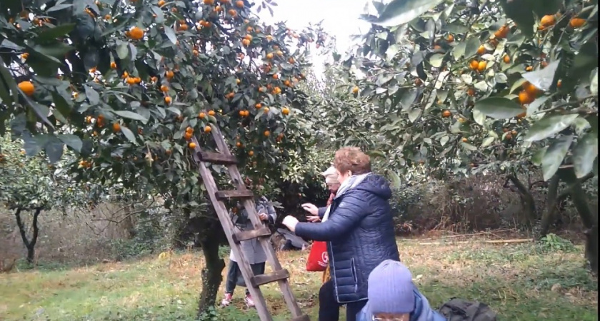 Почему абхазские мандарины не доезжают до России: причины, из-за которых тонны "добра" гниют в садах