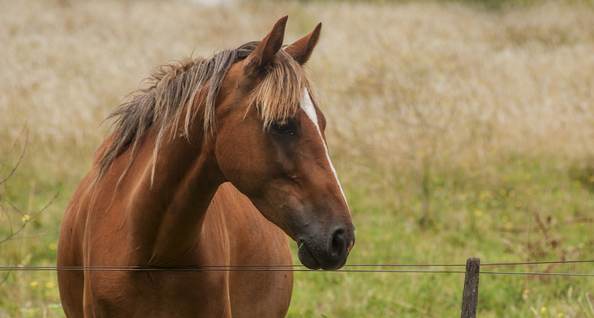 Жителям Суздаля напомнили о строгих правилах работы с лошадьми на улицах города