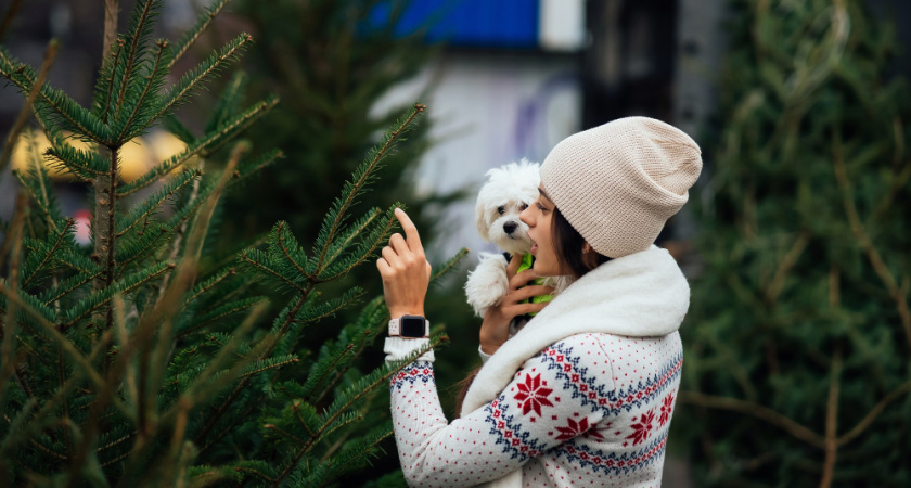 Во Владимире открылись долгожданные новогодние елочные базары