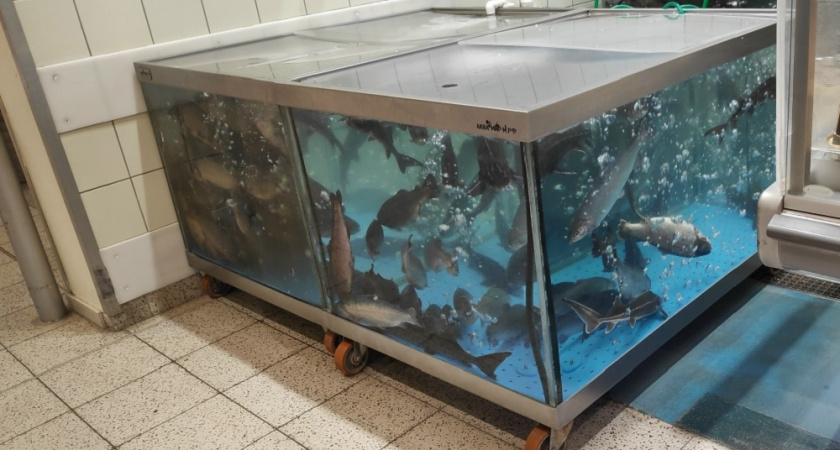 Диетолог назвала самую недооценённую рыбу: дешевле и полезнее лосося и трески - ешьте дважды в неделю