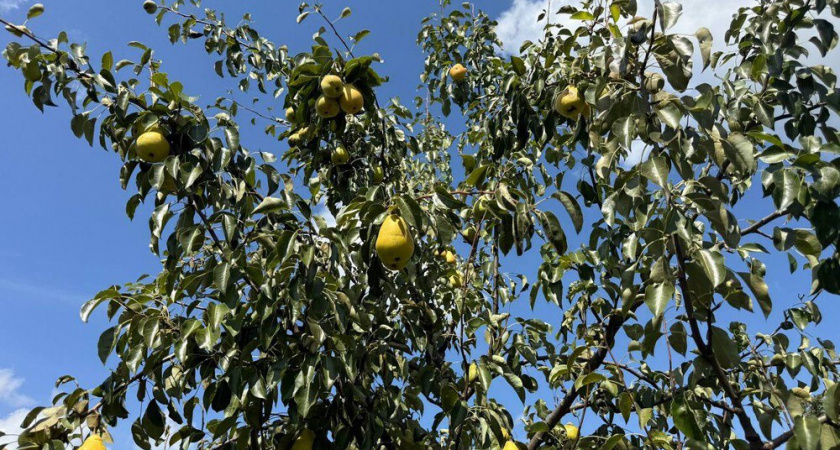 Сажаю это рядом с грушей, чтобы она давала большой урожай: список лучших и худших соседей