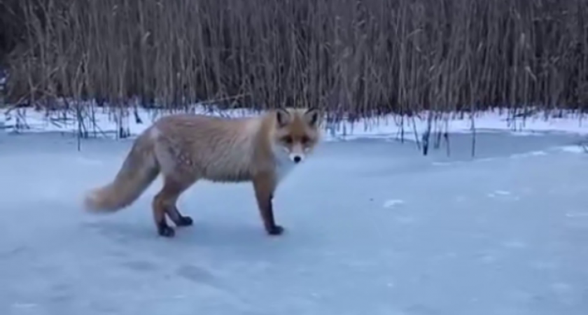 Владимирские рыбаки подкармливают лису с травмированной лапой