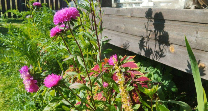 Опытный садовник научил меня зимней защите георгинов: простой способ с газетой 