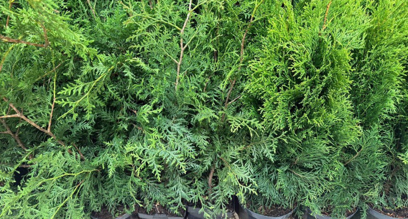 3 рабочих способа размножить тую: получаю новые деревья с каждой ветки