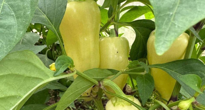 Не спешите сажать семена из магазинного перца, а дайте им полежать: лайфхак для крепкой рассады