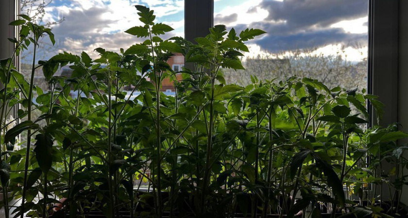 Как я избавился от мошек в рассаде за 3 дня без химии: помогло средство с кухонной полки