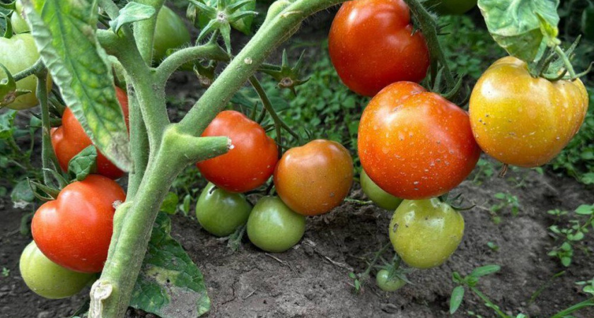 9 сортов помидоров, которые не подведут даже новичка: большой урожай каждый год гарантирован