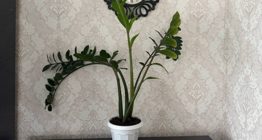 Какие цветы лучше не держать дома, а какие принесут удачу: список, проверенный временем