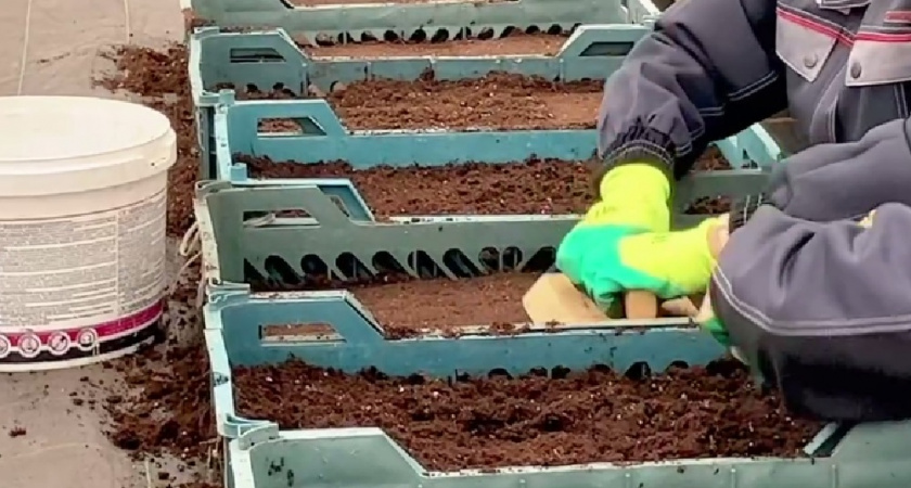 Владимирские теплицы уже начали выращивать цветы для будущего лета