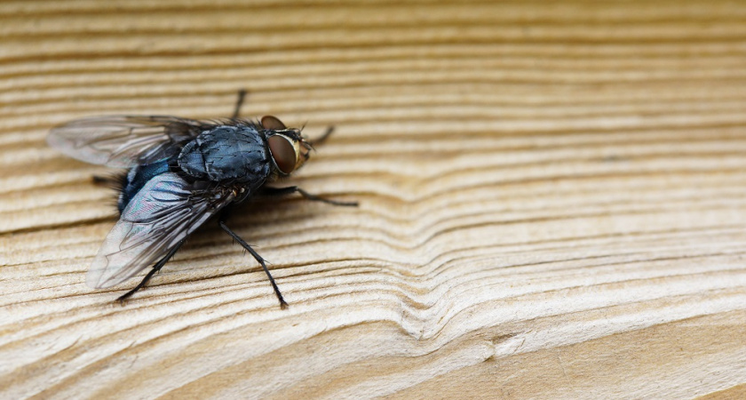 Как избавиться от мух дома без агрессивной химии: 7 простых лайфхаков