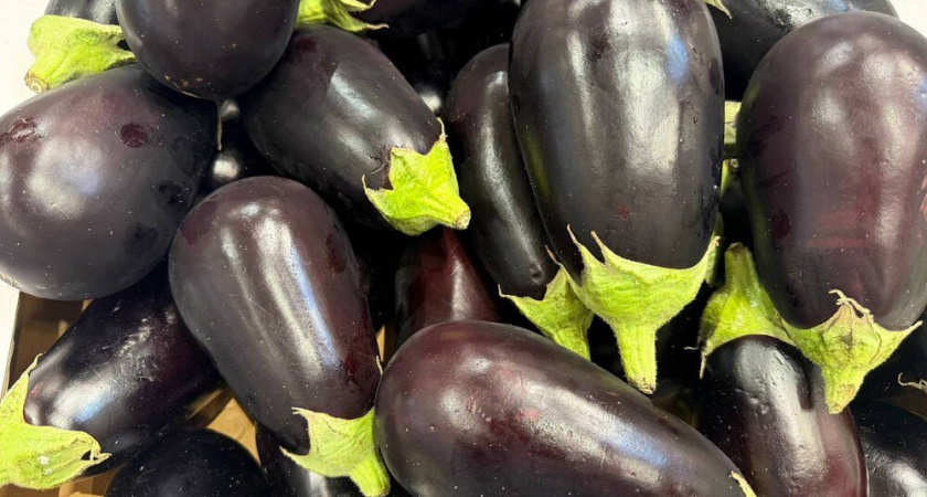 Мой секрет огромного урожая баклажанов: 5 сортов, которые никогда не подводят