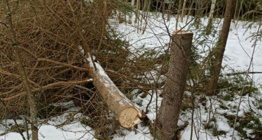 В лесах под Муромом незаконно вырубили ели
