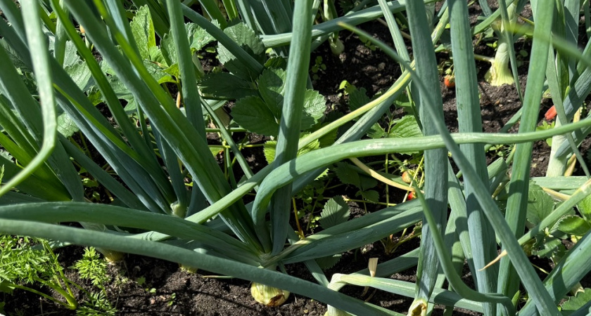 Выращиваю к празднику на подоконнике: зелёный лук прорастет за 7 дней – собираю витаминную зелень уже к Рождеству