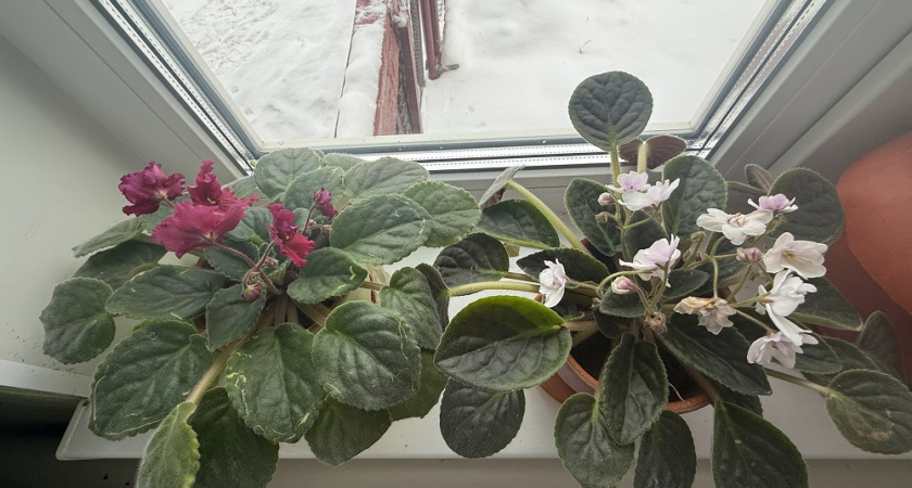 Ухаживают годами — и не замечают: 5 растений, которые портят неправильной заботой