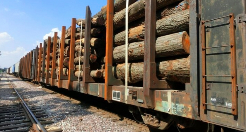 Россельхознадзор подтвердил безопасность владимирских лесоматериалов