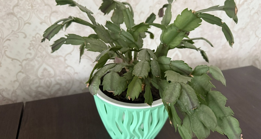 Хотите, чтобы декабрист цвел пышно и обильно даже весной? Весь секрет — в одном правиле ухода