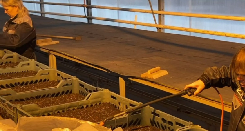 Во Владимире начали посев цветов для будущего летнего озеленения