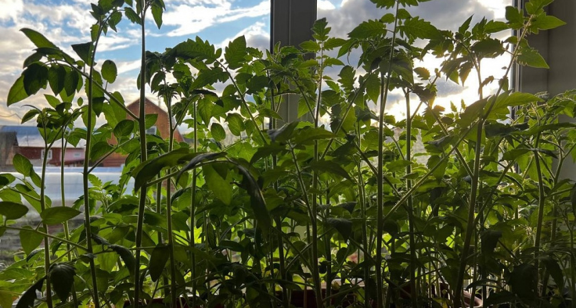 Не покупаю грунт для рассады - готовлю сама по простому рецепту, и томаты больше не болеют