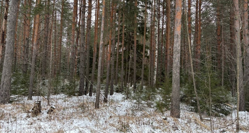 Во Владимире создано городское лесничество площадью почти 500 гектаров
