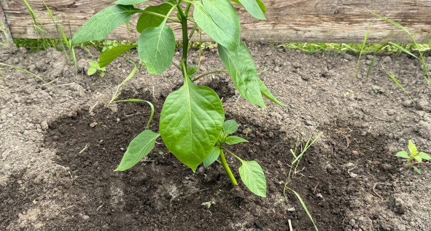 Когда сеять перец на рассаду в январе: благоприятные дни по лунному календарю и важные нюансы 