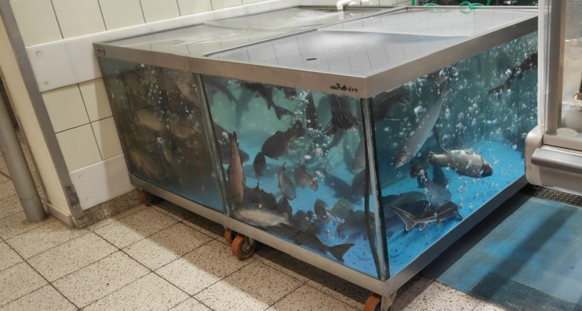 Какую рыбу есть, чтобы не навредить себе: врачи-диетологи раскрыли секреты правильного выбора