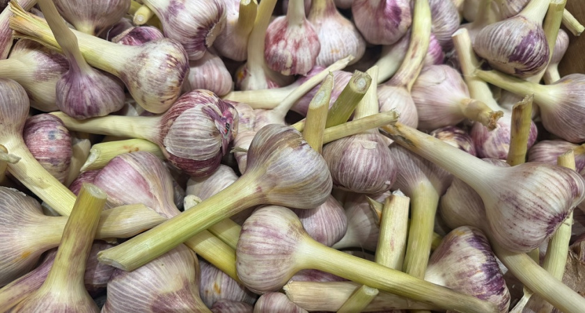 Весь мой чеснок остаётся как свежий 12 месяцев подряд — не высыхает и не гниёт. И вот почему я перестала хранить его в холодильник