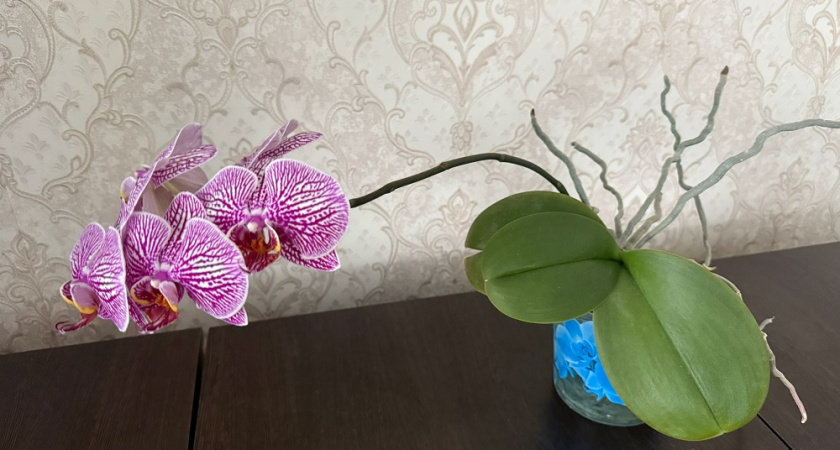 Как помочь домашним растениям перезимовать: специалист по растениям дал четкий план ухода