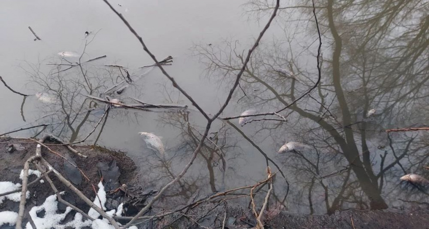 Массовая гибель рыбы во владимирском пруду расследуется в рамках уголовного дела