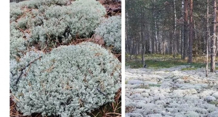 В Камешковском районе украли мох с госземель на 1 млн рублей