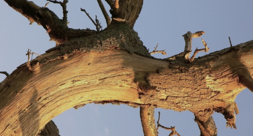 На территории села Мошок Судогодского района установили карантин из-за златки