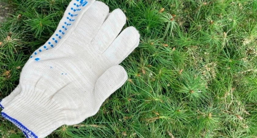 Суд обязал владимирское предприятие заняться восстановлением вырубленного леса