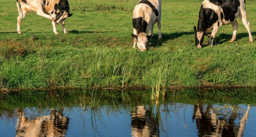Животноводческое предприятие в Кольчугинском районе выбрасывало отходы на землю