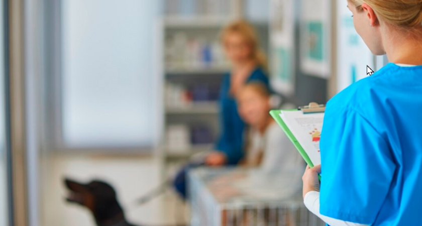 Во Владимирской области проверяют лицензии у ветеринарных аптек