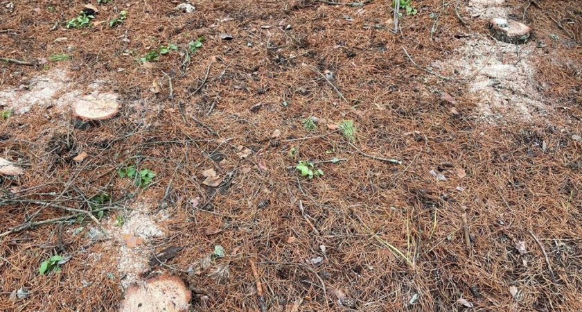 В Селивановском районе за незаконную рубку берез возбудили уголовное дело