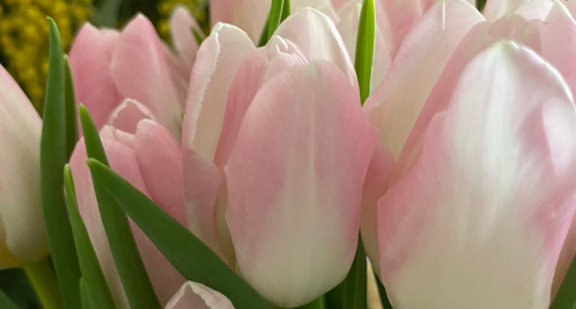 Пьяный житель Гусь-Хрустального украл цветы из ларька ради примирения с матерью