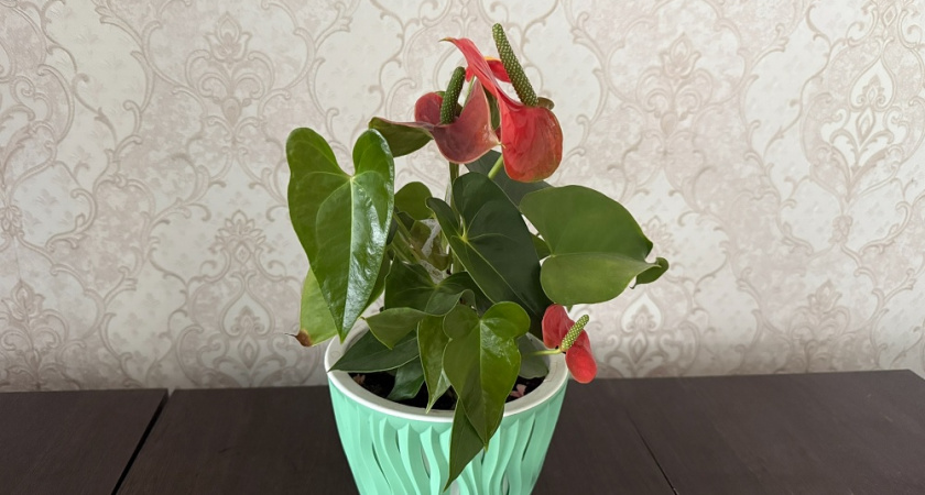 Как я заставила свой спатифиллум цвести круглый год: все важные детали ухода