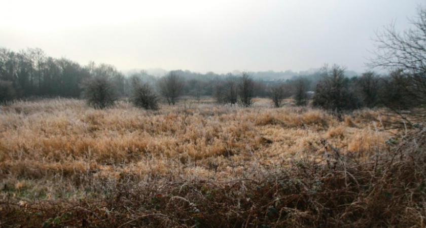 Суд повторно оштрафовал собственника земельного участка за зарастание земли в Меленковском районе