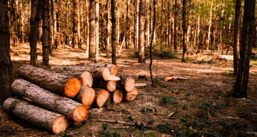 Ковровское предприятие вынуждено возместить ущерб за спил деревьев на своём участке чёрными лесорубами