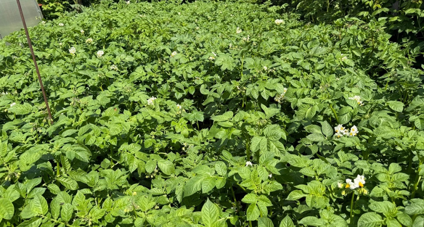 Больше не нужны тонны удобрения - пользуюсь методом Балабанова: увеличивает урожай картофеля в разы 