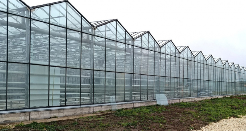 На владимирском комбинате «Тепличный» запустили автоматизированную линию салатов