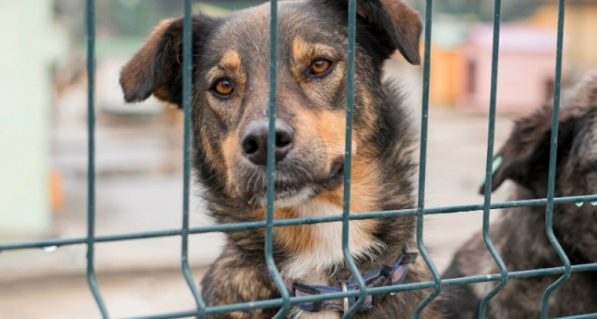 Владимирские общественники возмущены перспективой введения принудительной эвтаназии бездомных животных